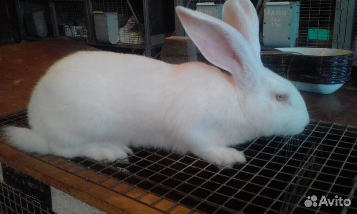 Белый великан