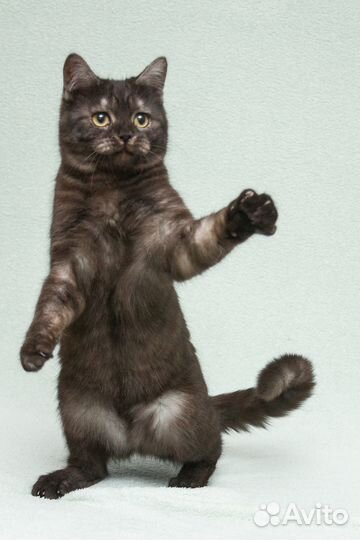 Котёнок-подросток Агат