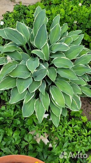 Хоста Tom Shmidt