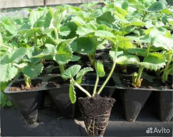 Рассада ремонтантной клубники Мурано