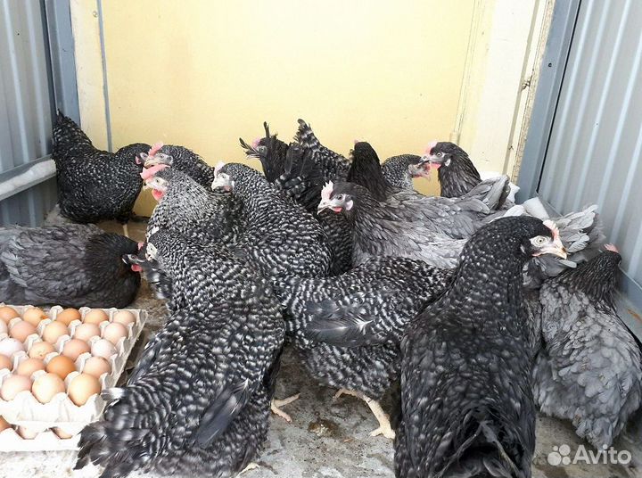 Куры несушки
