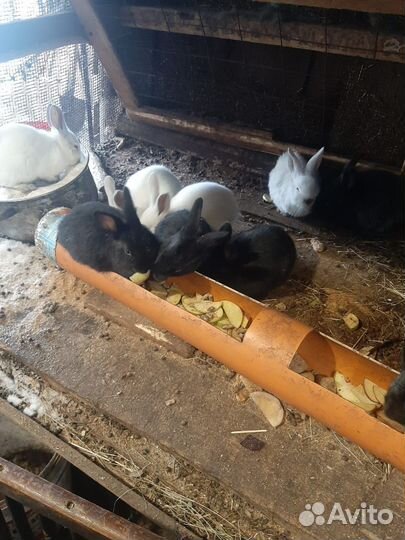 Кролики великаны