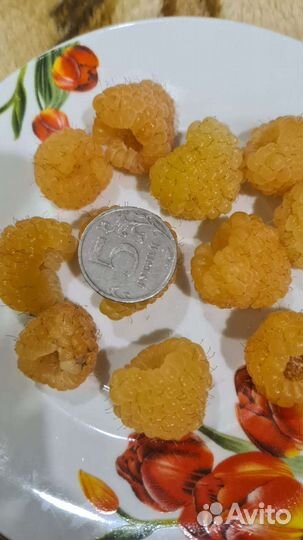 Малина рем Жёлтый гигант (саженцы)