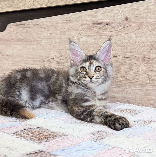 Котята мейн-кун