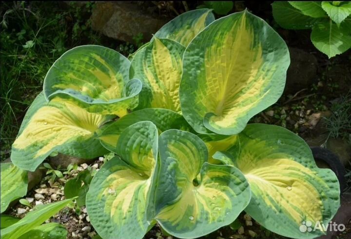 Хоста Great Expectations