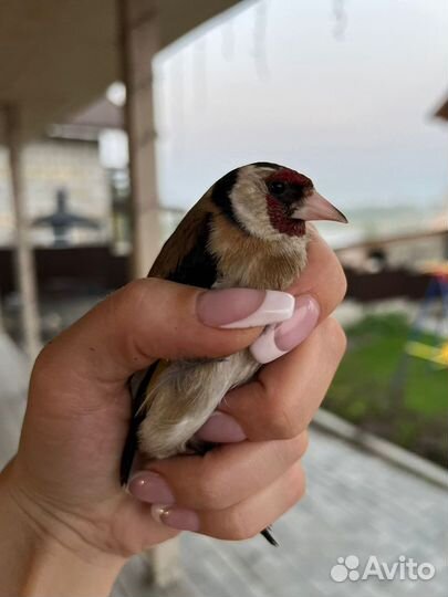 Щегол чиж чечётка