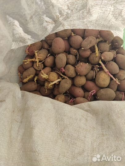 Картофель на посадку 6 вёдер