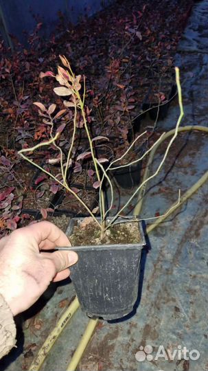 Саженцы плодовых деревьев,черника