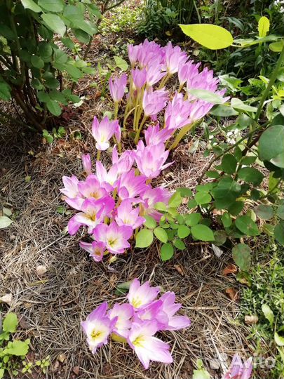 Цветы многолетние