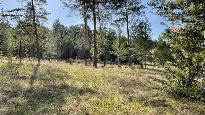 Участок 17 сот. (СНТ, ДНП)