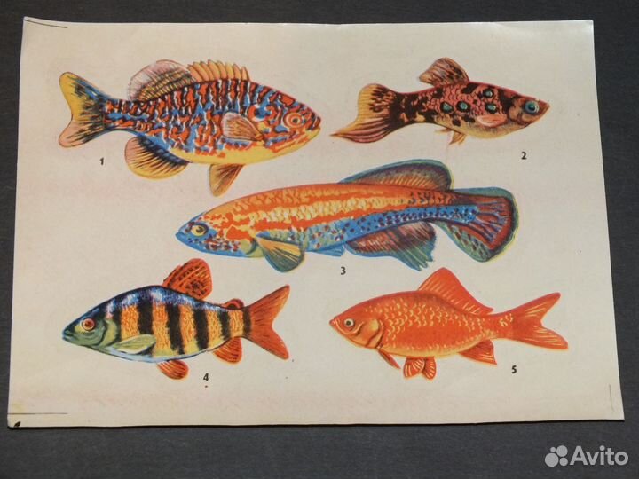 Переводные картинки