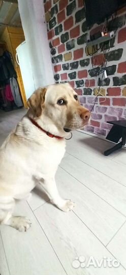 Передержка домашних животных