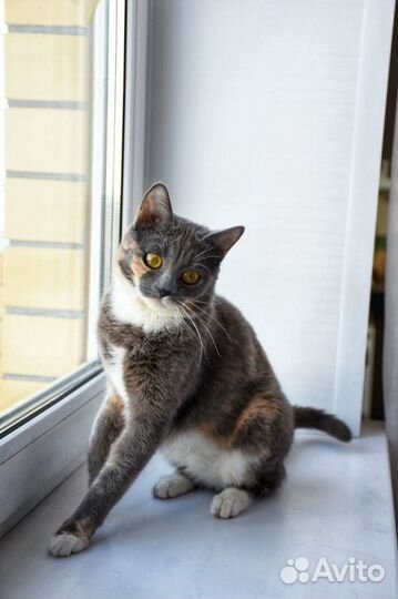 Ласковая молодая кошечка в добрые руки