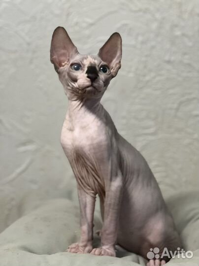 Канадский сфинкс