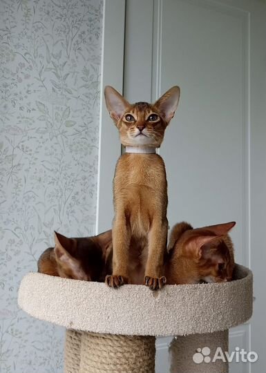 Абиссинские котята