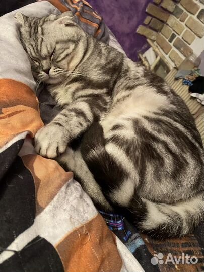 Шотландский мраморный кот вязка