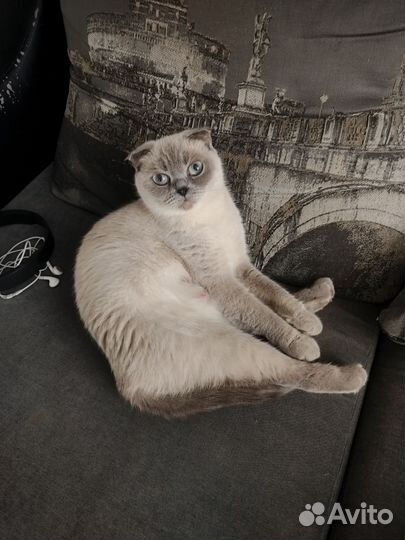 Шотландская кошка