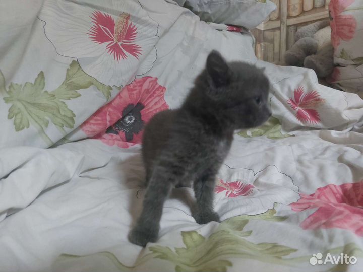 Коты близнецы в дар