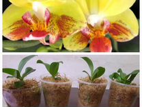 Сеянцы орхидеи из фласки
