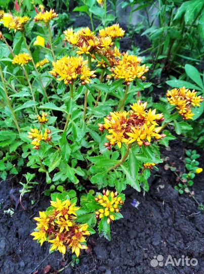 Молочай, чистец, миндаль