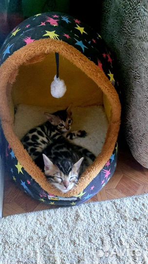 Бенгальская