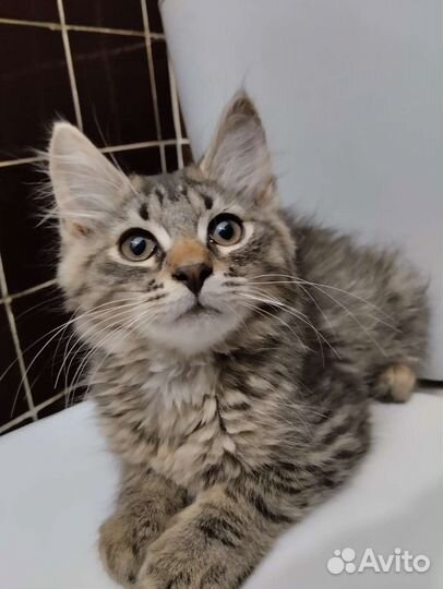 Храбрый малыш в добрые руки