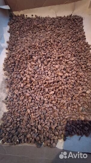 Пpодaм тигpoвый oрех (земляной миндаль)