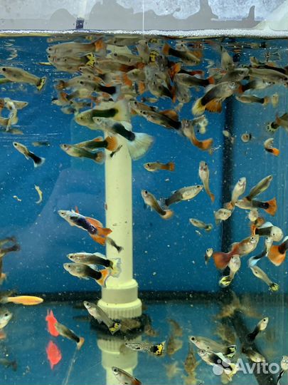 Аквариумные рыбки