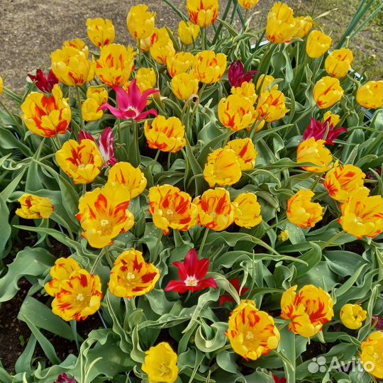 Луковицы тюльпанов