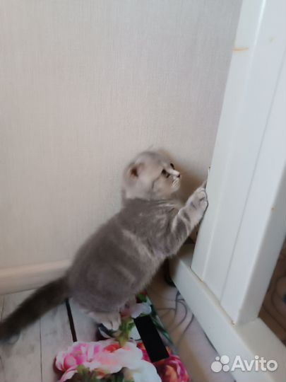 Котята Милашки