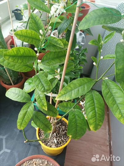 Лаймкват Юстис. Лайм, Лимон, Цитрус