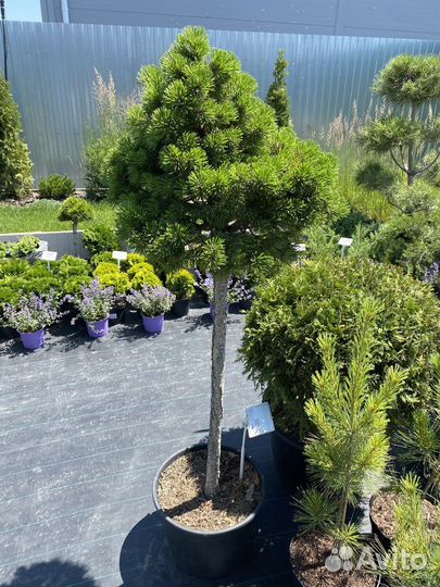 Сосна черная штамб