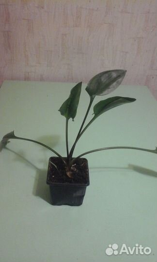 Комнатные цветы