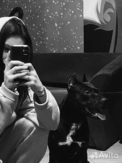 Питбультерьер