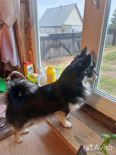 Вязка кобель чихуахуа