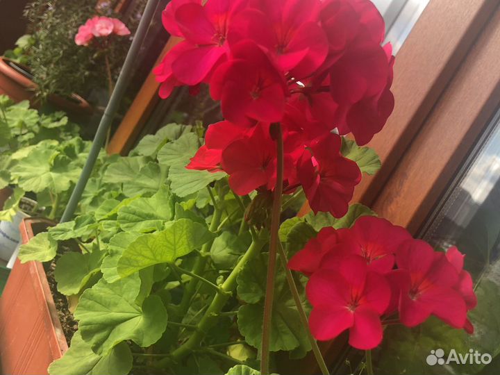 Пеларгонии сортовые