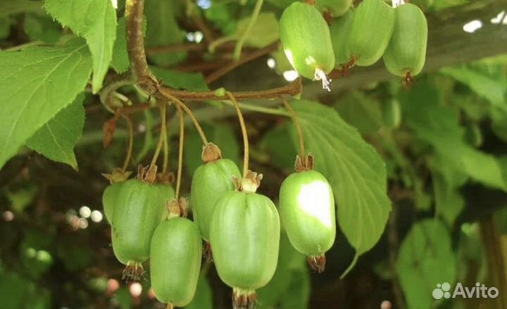 Актинидия зимующая 6 сортов-киви в горшках