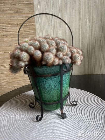 Комнатные растения цветы большие