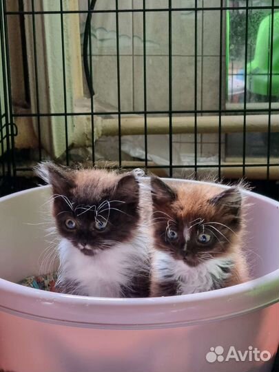 Пушистые лохматики в добрые руки