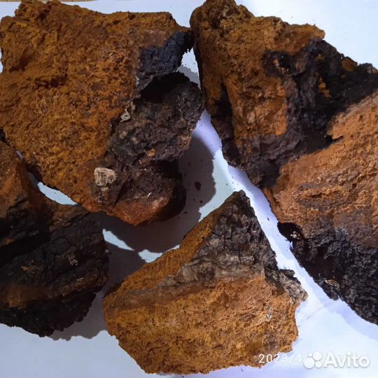 Чага березовый гриб