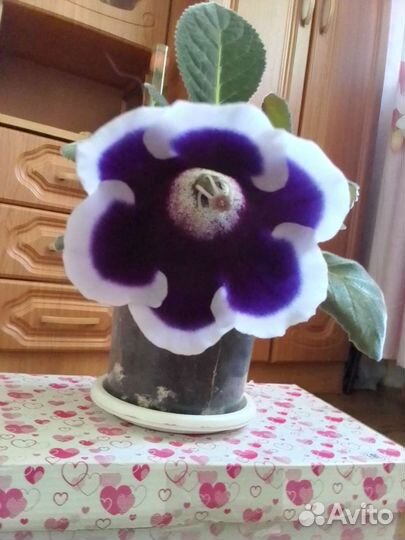 Глоксинии любимые