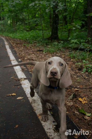 Щенок веймаранера