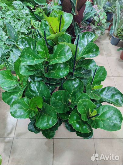 Фикус лировидный Bambino