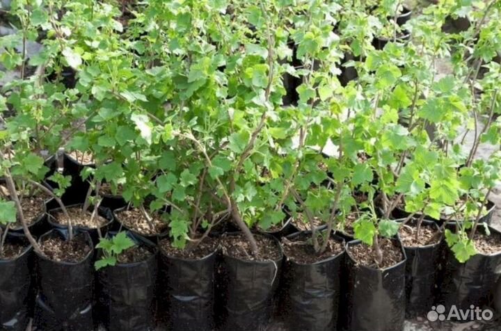 Саженцы черной смородины Изюмная