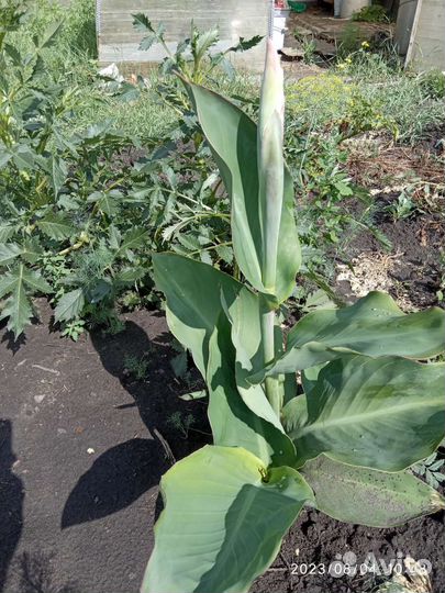 Калла, канна