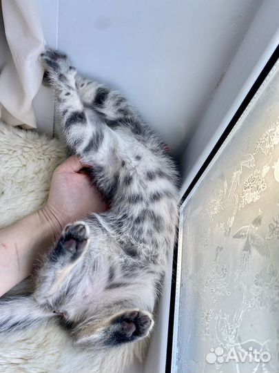 Котенок вислоухий в добрые руки