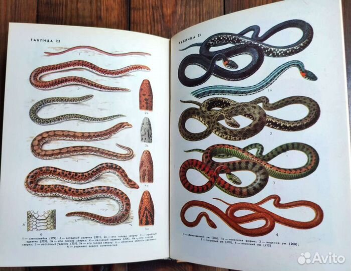 Земноводные и пресмыкающиеся. Patrick Boussignac