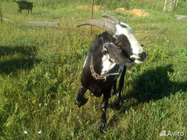 Козел, козлята