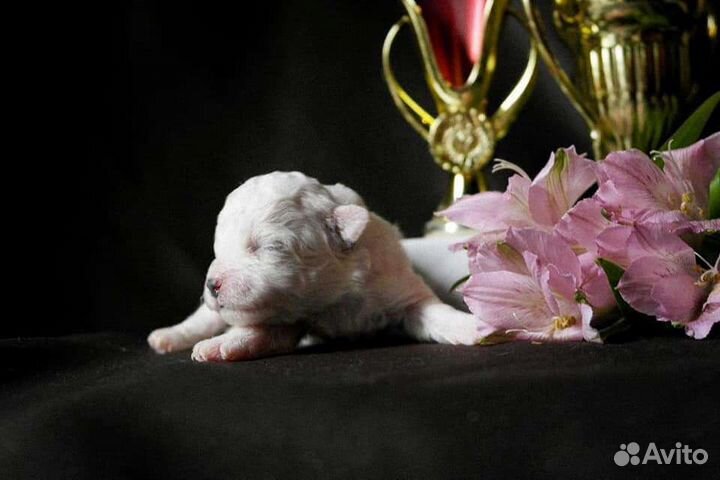 Бишон фризе щеночки