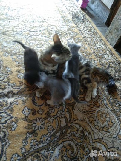 Котята отдам бесплатно